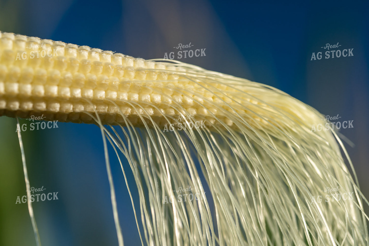 Ear of Corn 76257