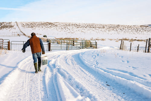Rancher Feeding out Cattle 163037