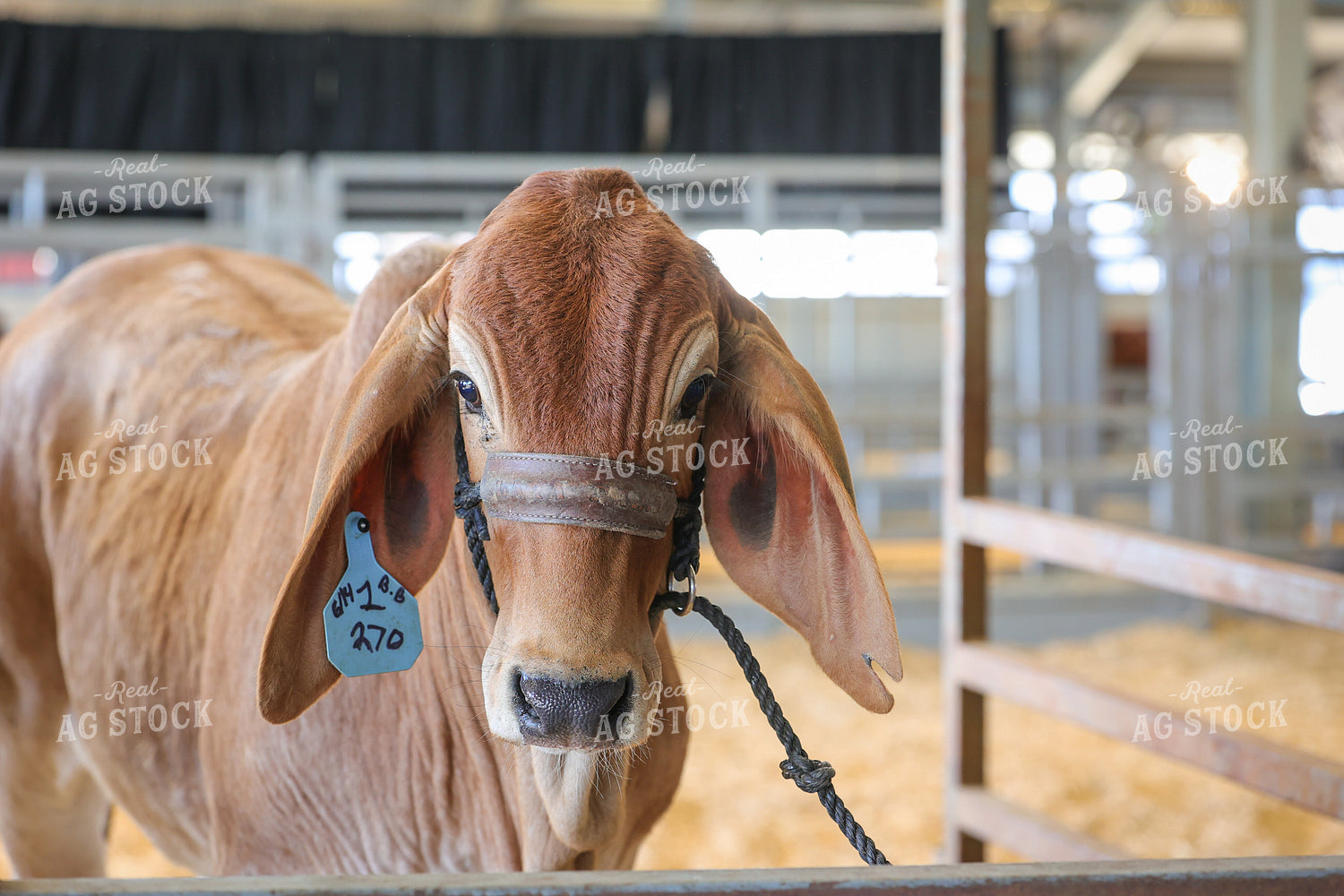 Show Brahman Cattle 52335