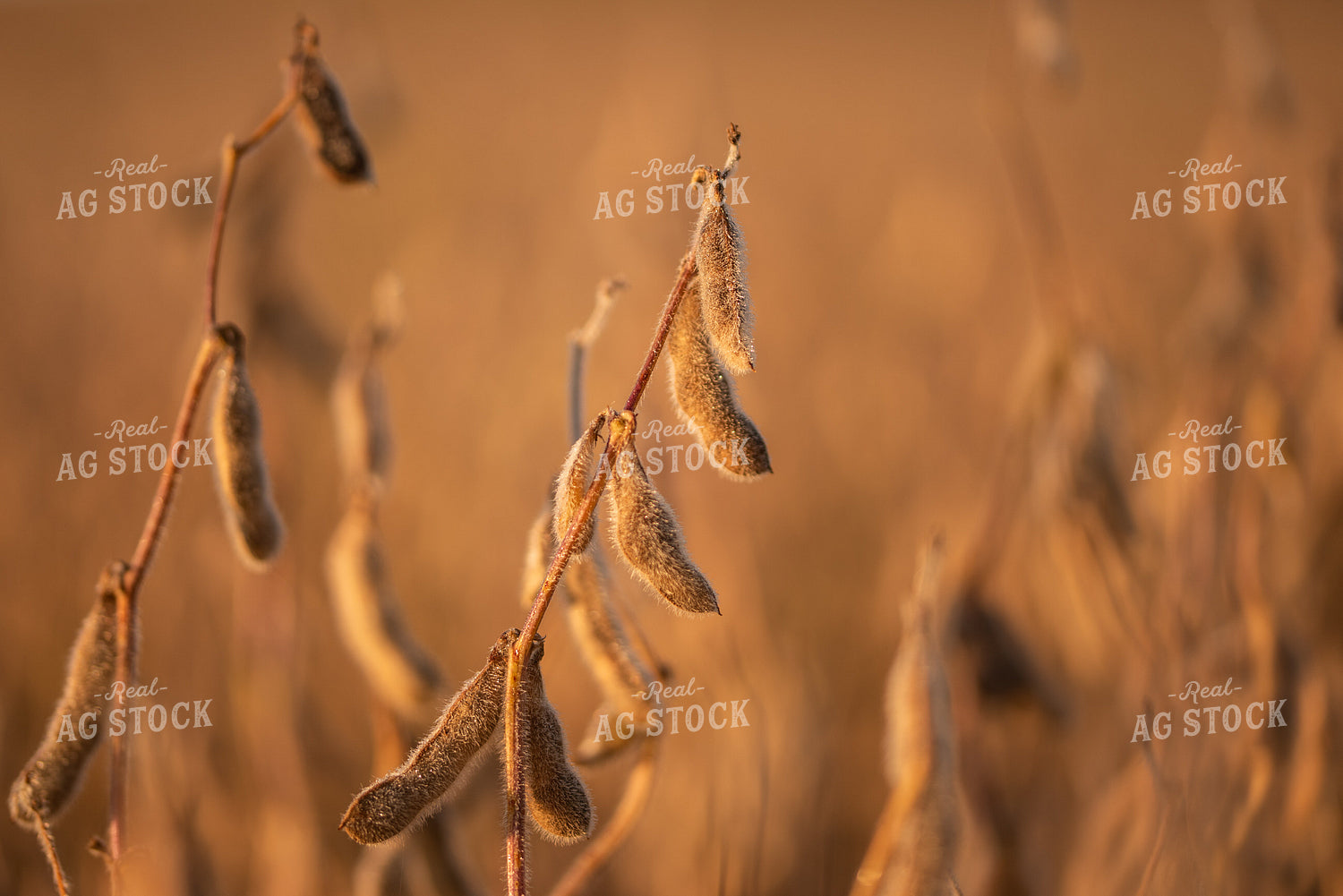 Dried Soybeans at Sunset 76037
