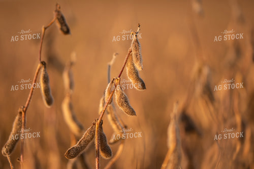 Dried Soybeans at Sunset 76037