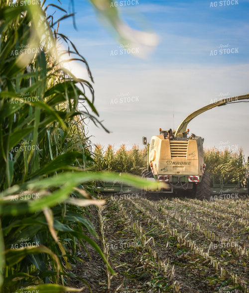 Silage Harvest 56246