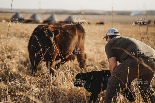 Tagging Calves 196074