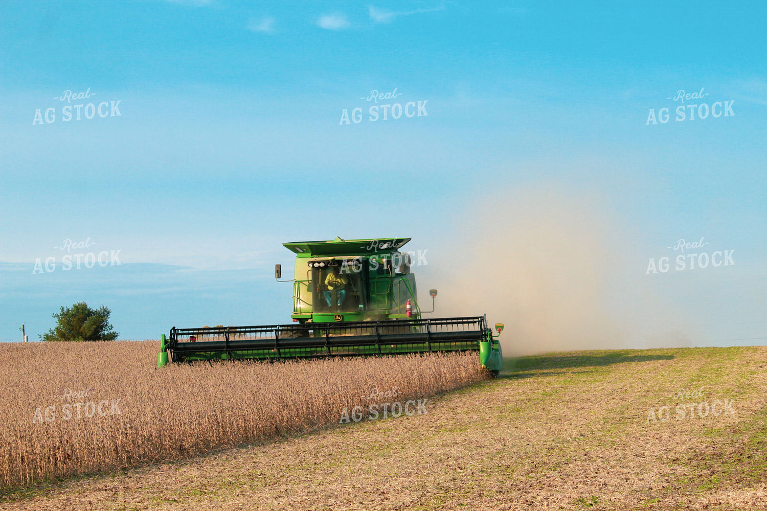 Combine Harvesting Soybeans 52062