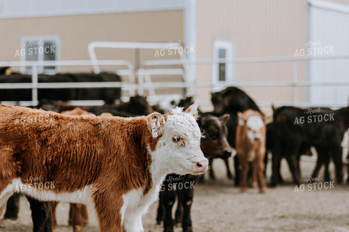 Hereford Cow in Fence 77080