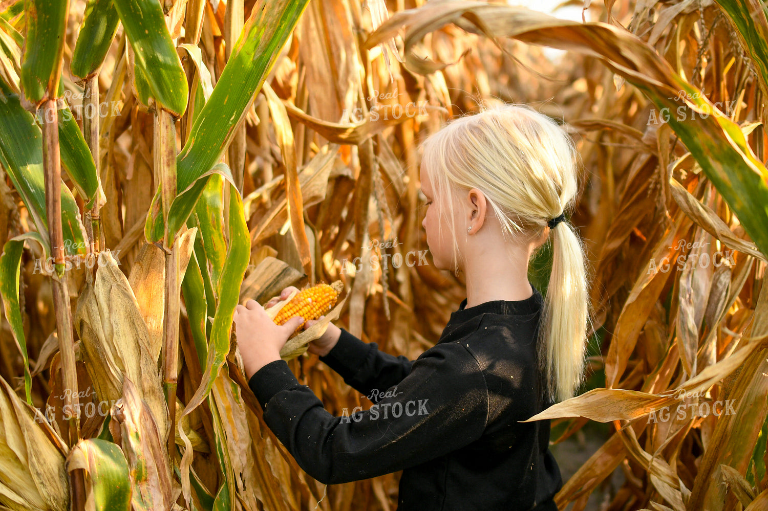 Farm Kid Checking Corn Ears 191257