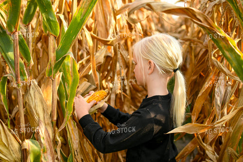 Farm Kid Checking Corn Ears 191257