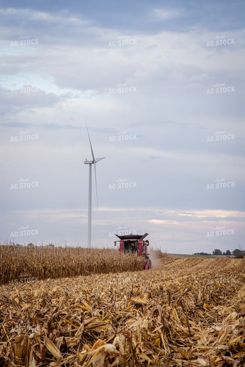 Corn Harvest 268204