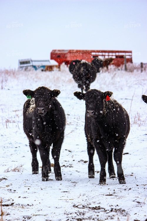 Angus Cattle 155013