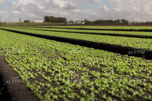 Spring Mix Lettuce Field 7334