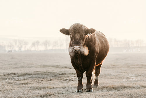 Black Angus Cow 64176
