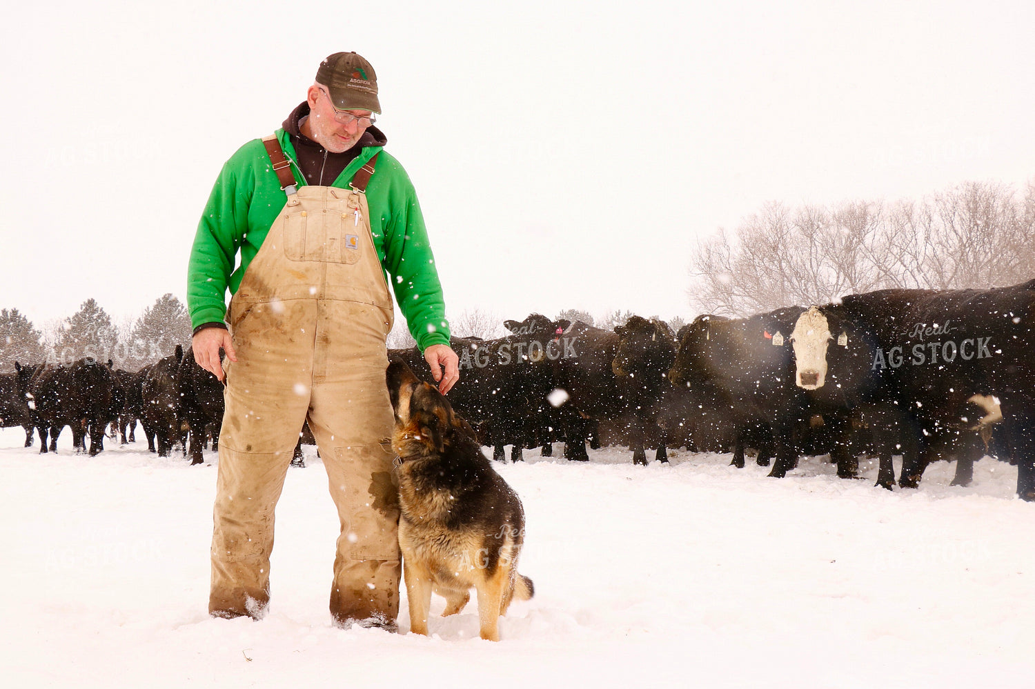 Cattle Producer Checking Snowy Cattle 299244