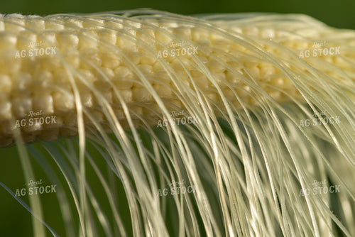 Ear of Corn 76256