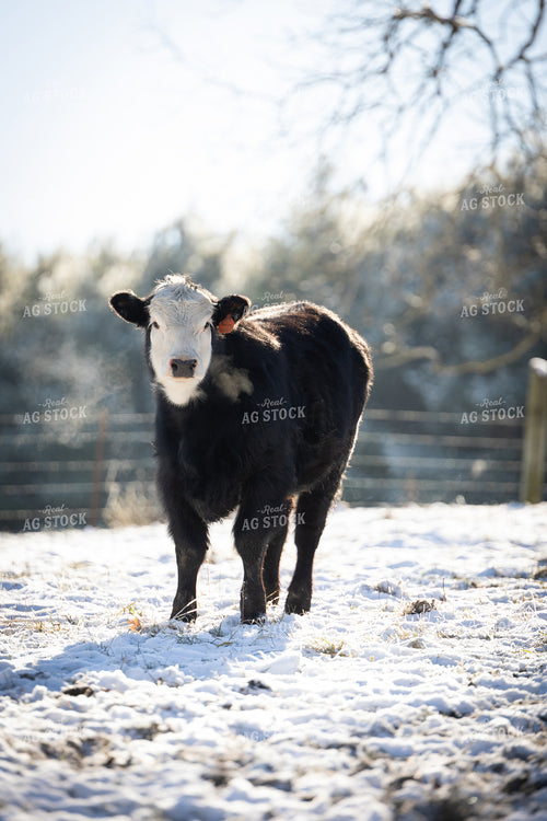 Black Baldy Calf 52437