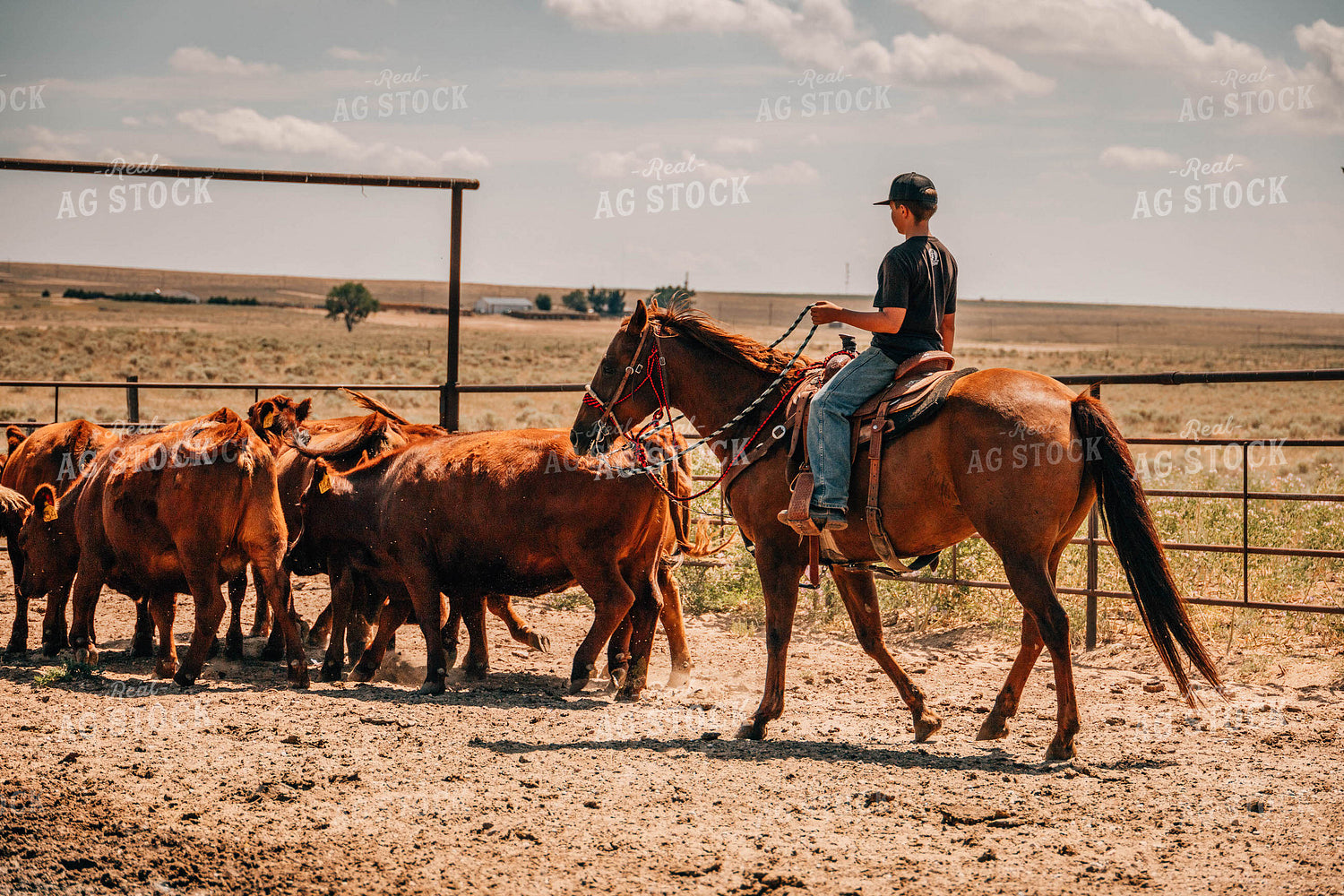 Rancher on Horse with Cattle 97037