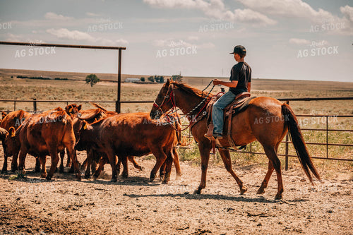 Rancher on Horse with Cattle 97037
