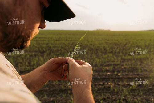 Farmer Scouting Sugar Beets 204007
