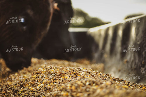 Cattle Eating Feed in Bunk 59022