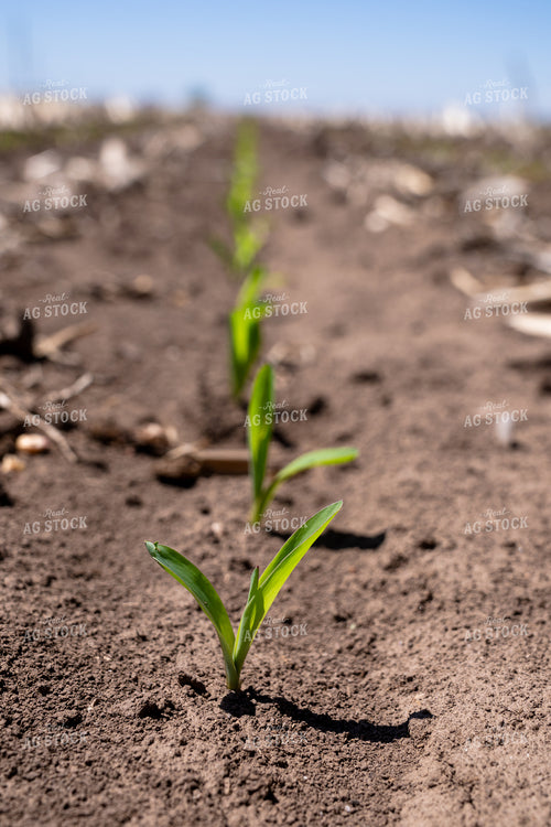 Young Green Sprouts Emerging from Soil in Field Under Blue Sky 65317