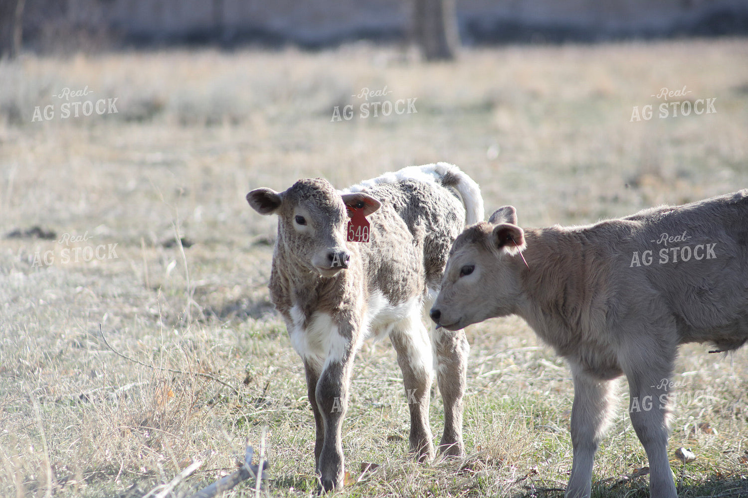 Calves 117226