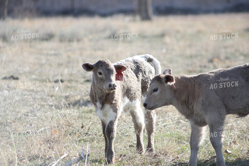 Calves 117226