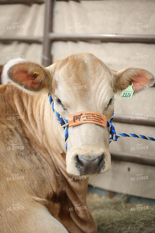 Show Cattle 52340