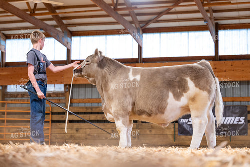 Showing Cattle 116007
