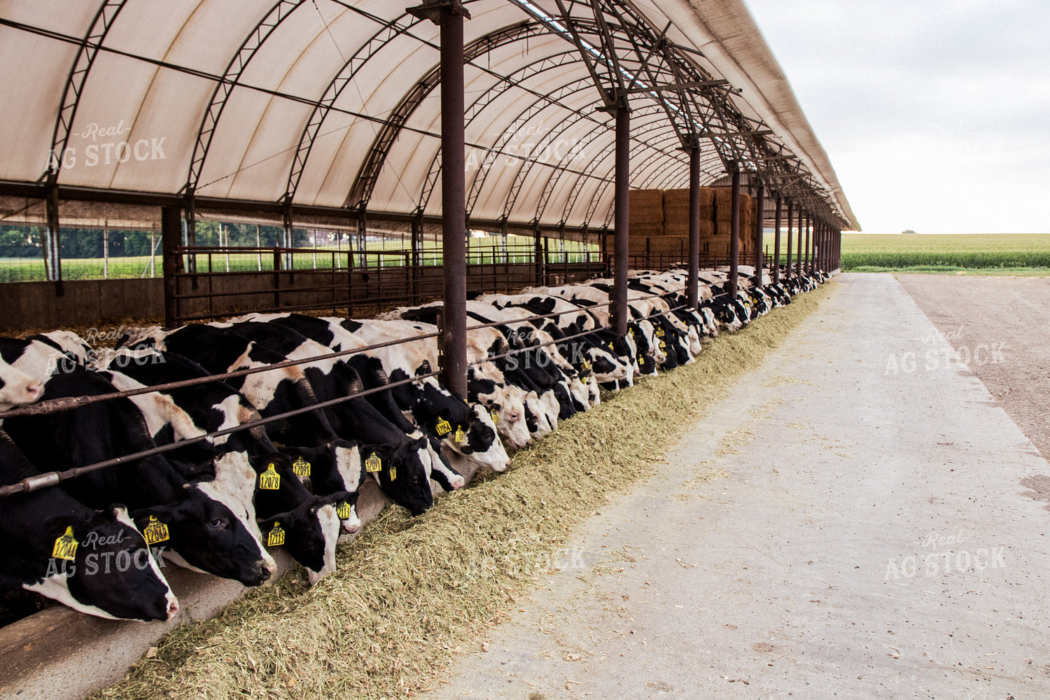 Holstein Cattle in Open Air Barn 67381