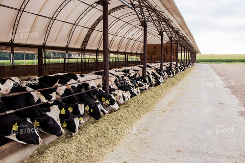 Holstein Cattle in Open Air Barn 67381
