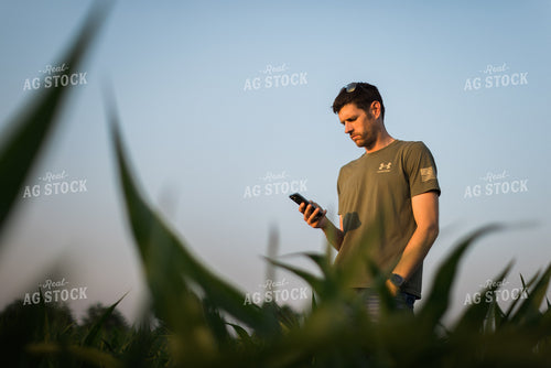 Young Farmer Using Phone in Corn Field 8169