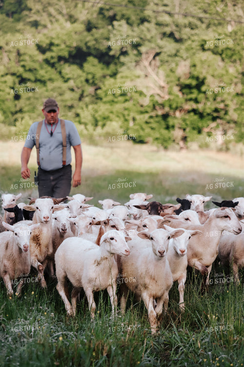 Farmer Herding Sheep 220013