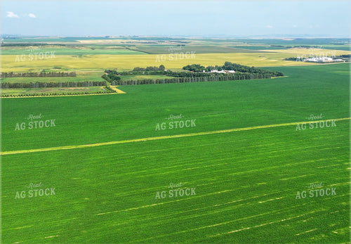 Aerial of Mid-Season Fields 141676