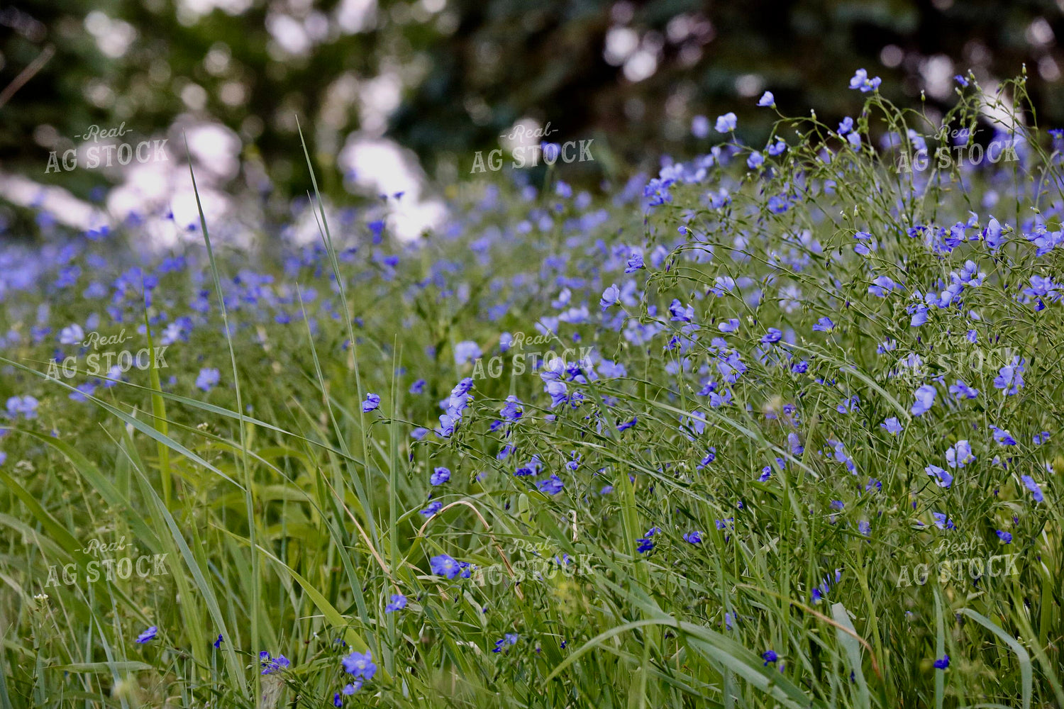 Flowers in Pasture 299268