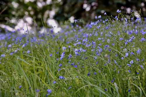 Flowers in Pasture 299268