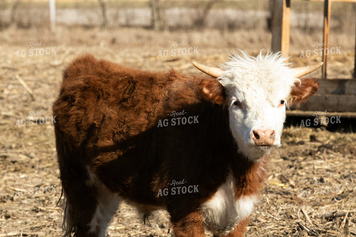 Mini Hereford 300001