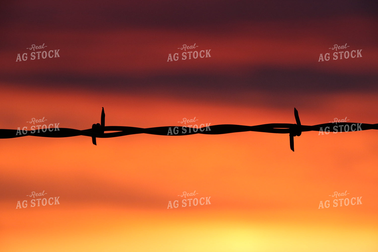 Barbed Wire Fence at Sunset 299209