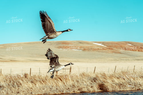 Geese 58079