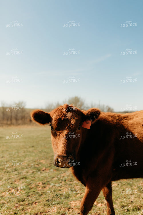 Cattle on Pasture 203000