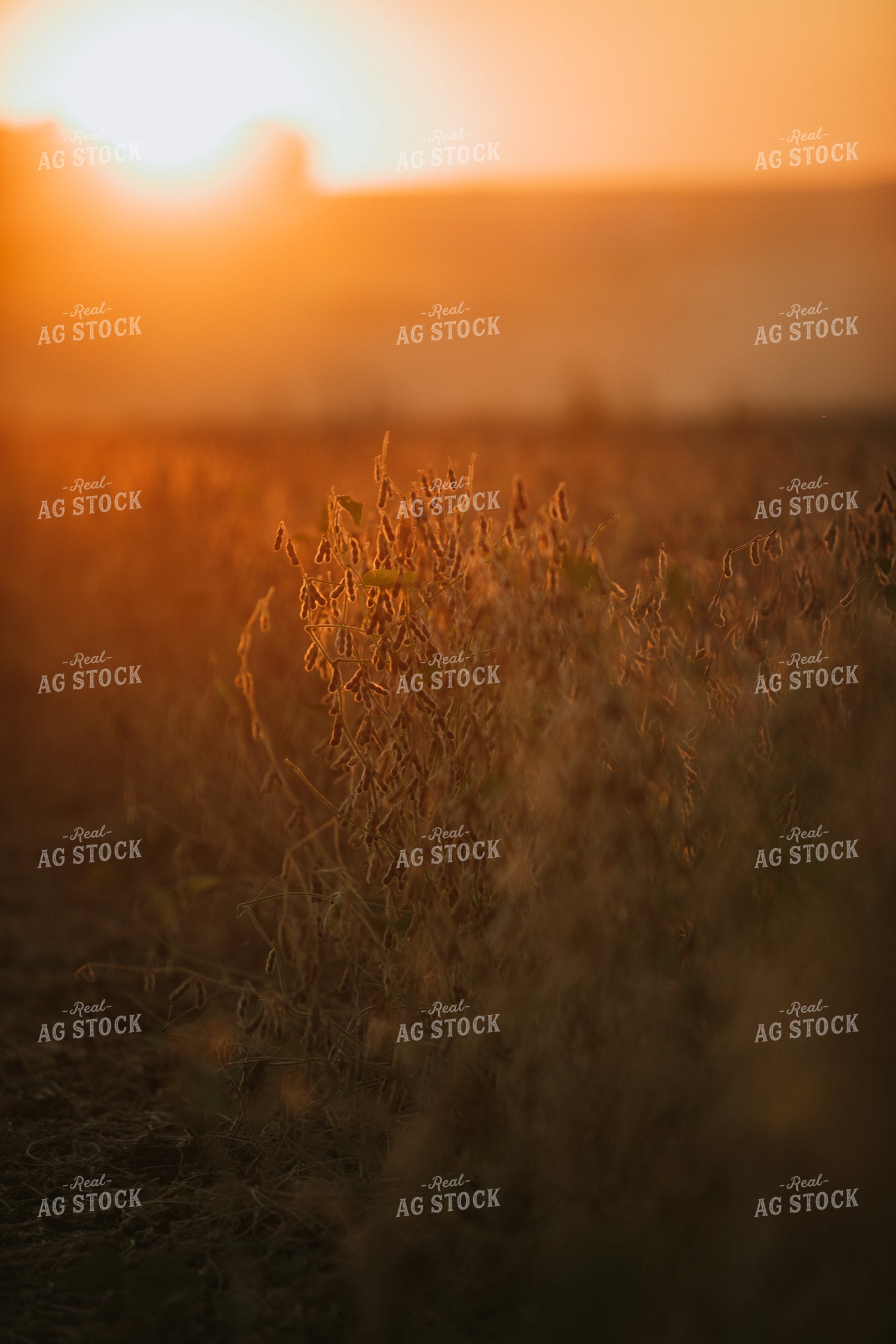 Golden Hour Soybean Plants and Pods 4764
