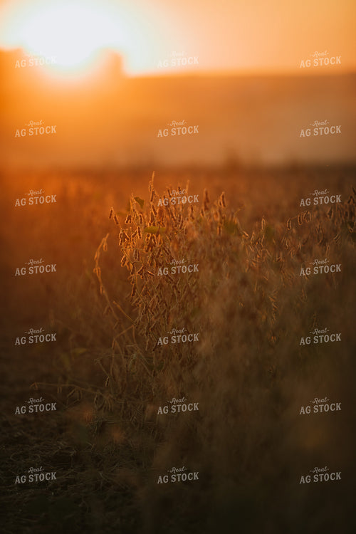 Golden Hour Soybean Plants and Pods 4764