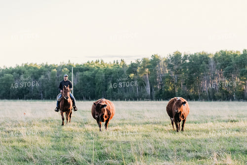 Cattle and Rancher on Horseback 64065