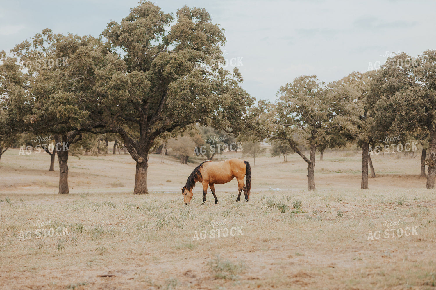 Horse 254006