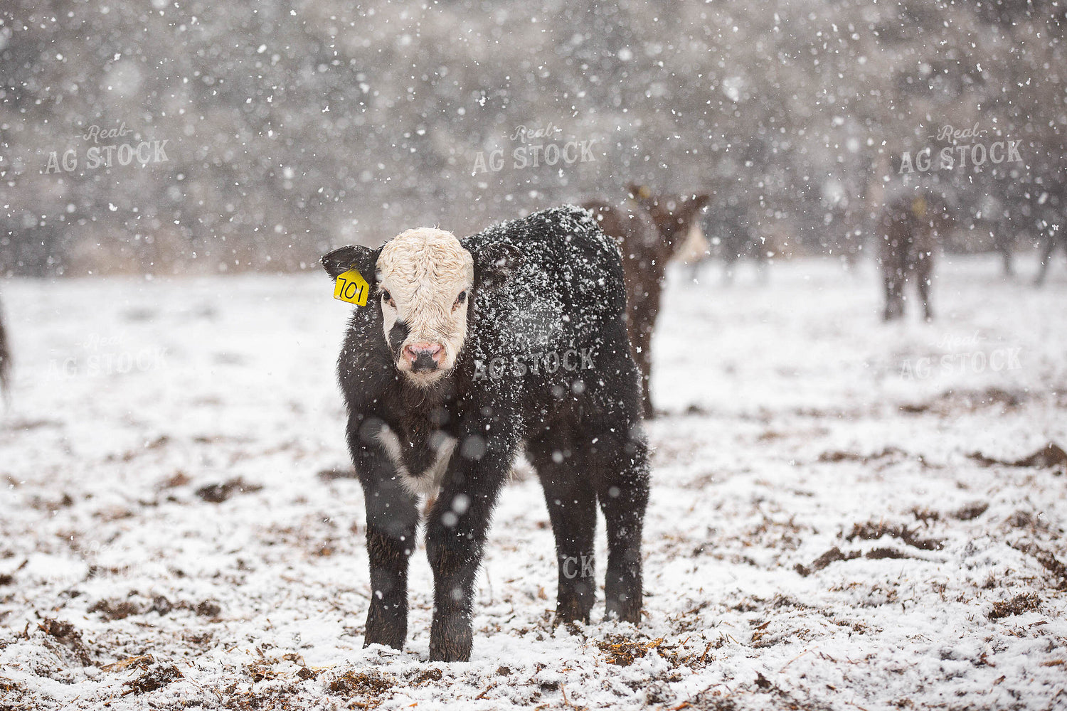 Black Baldy Calf in the Snow 303001