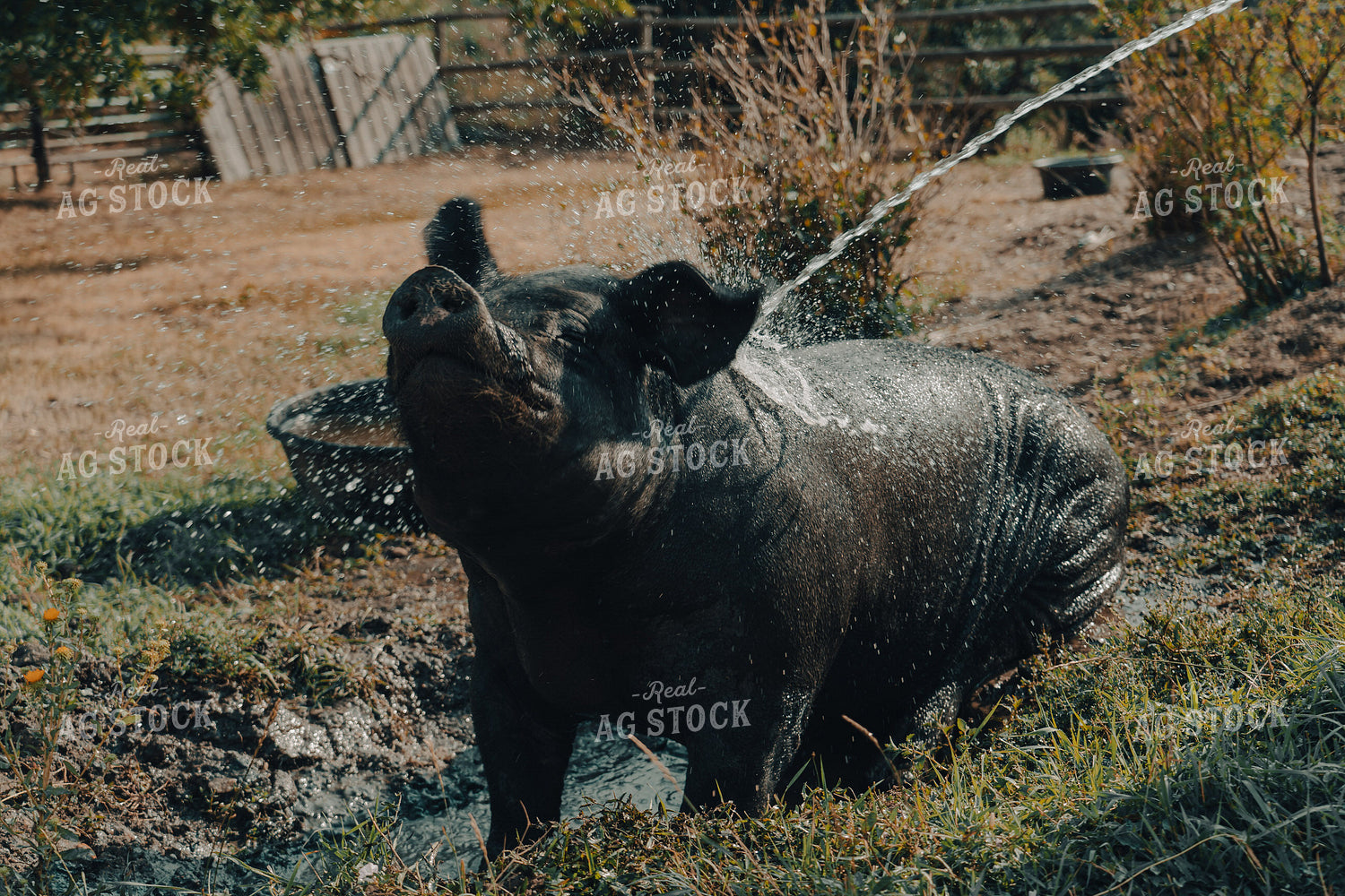 Pasture Pig 58173