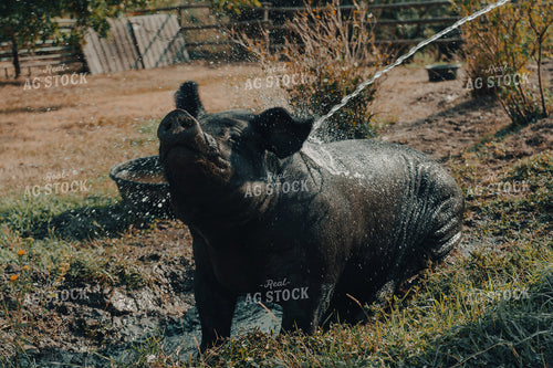 Pasture Pig 58173