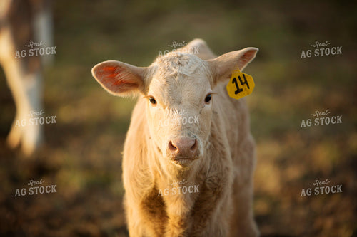 Calf - Charolais and Angus Cross 2263