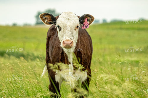 Cattle on Pasture 155651
