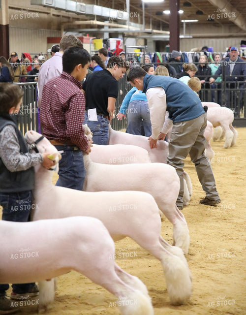 Showing Goats 102053