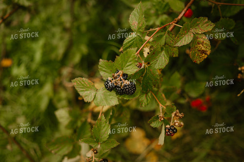 Blackberries 125369