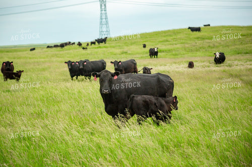 Cattle on Pasture 155657